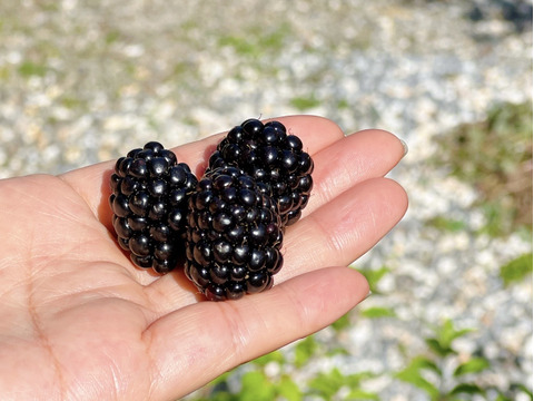 ブラックベリー：旬の果物百科