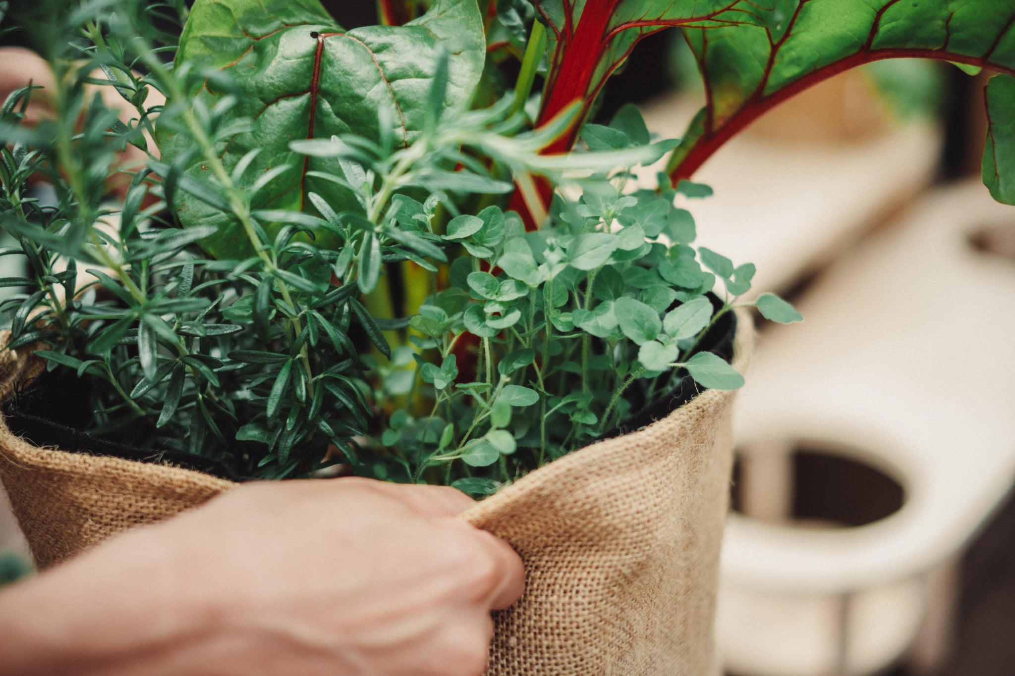 秋のベランダガーデニング プランターですくすく育つ オススメ野菜 5選で家庭菜園始めませんか 初心者にぴったり！プランター栽培のコツもしっかり解説4ページ目LIMOくらしとお金の経済メディア