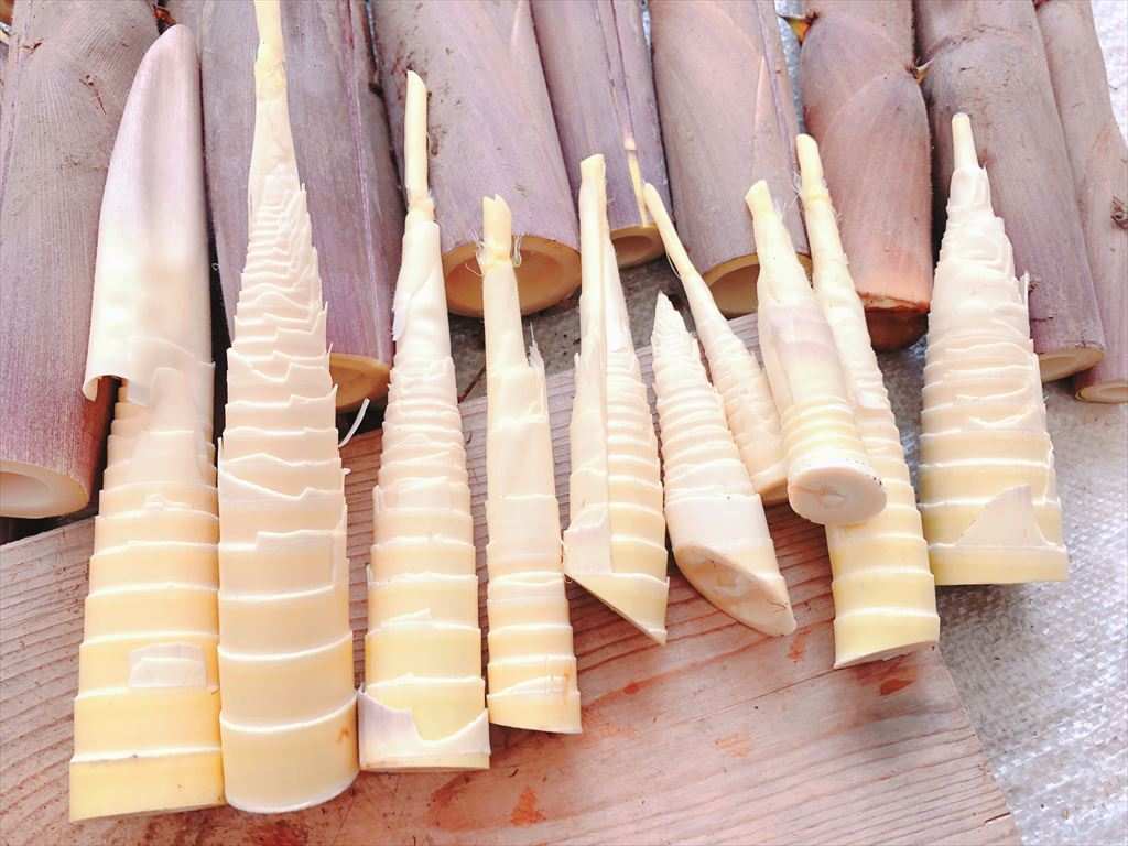 ちょっと本格？ 筍から手作りメンマやってみた