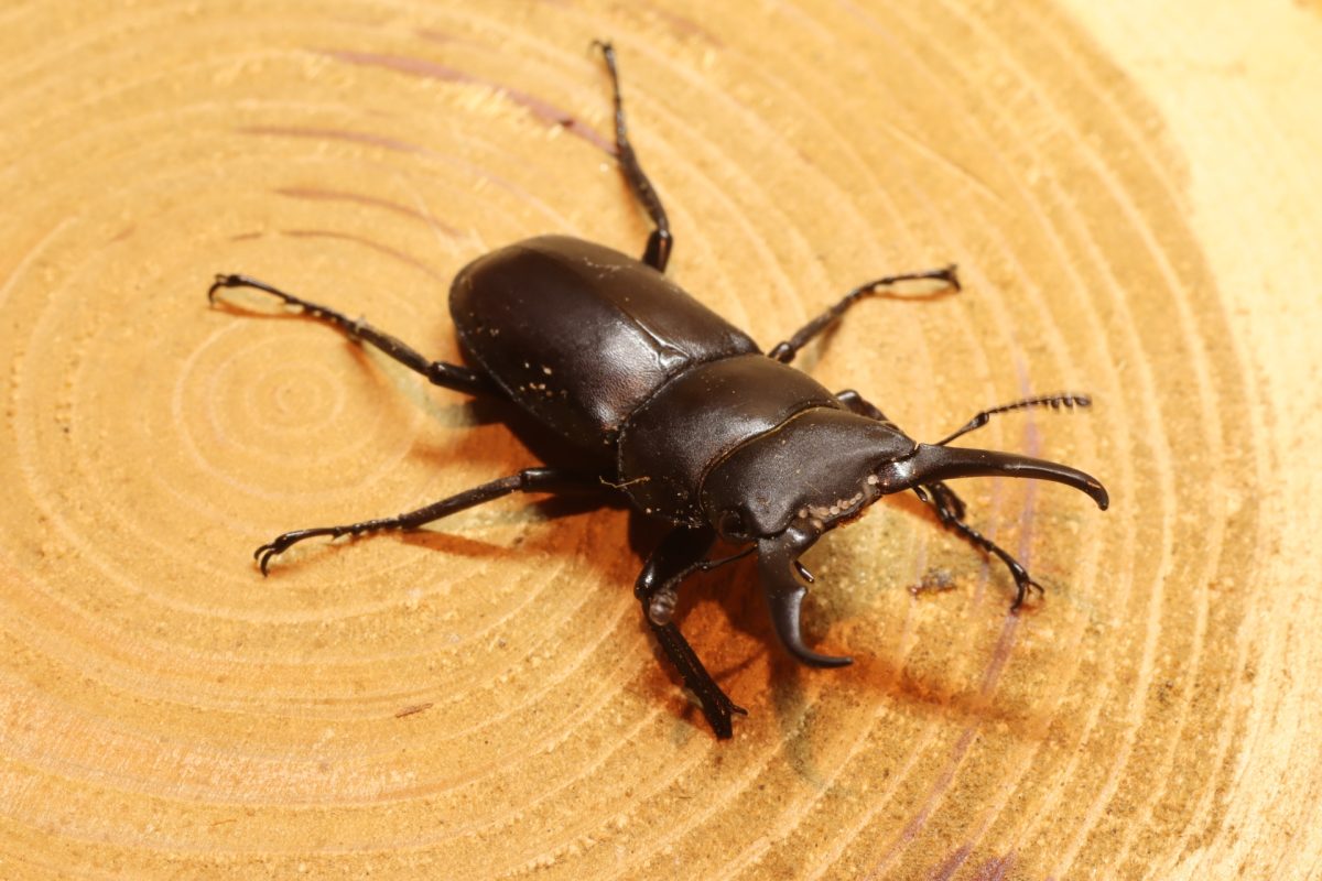 小さいクワガタはゼリーを上げたら大きくなるの？ ペットとしてのクワガタ - 蓼食う虫も好き好き