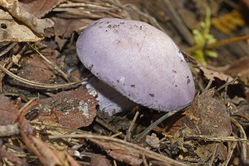 キノコを採って食う ムラサキシメジ Eat a wild mushroom