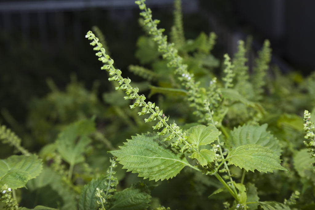 しそ 大葉 のプランター栽培 やわらかい葉を収穫する育て方農家web