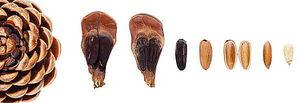 クリスマスパーティーにも！食べられる松ぼっくりLEE