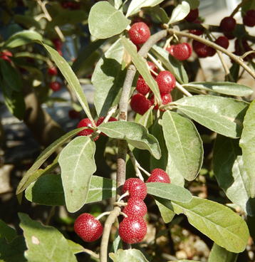 ロシアンオリーブヤナギバグミ 60-70cm 5号鉢 - メルカリ