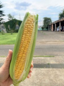 とうもろこしの甘い部分を知りたい!甘さを保つコツから茹で方まで解説 – シュフーズ