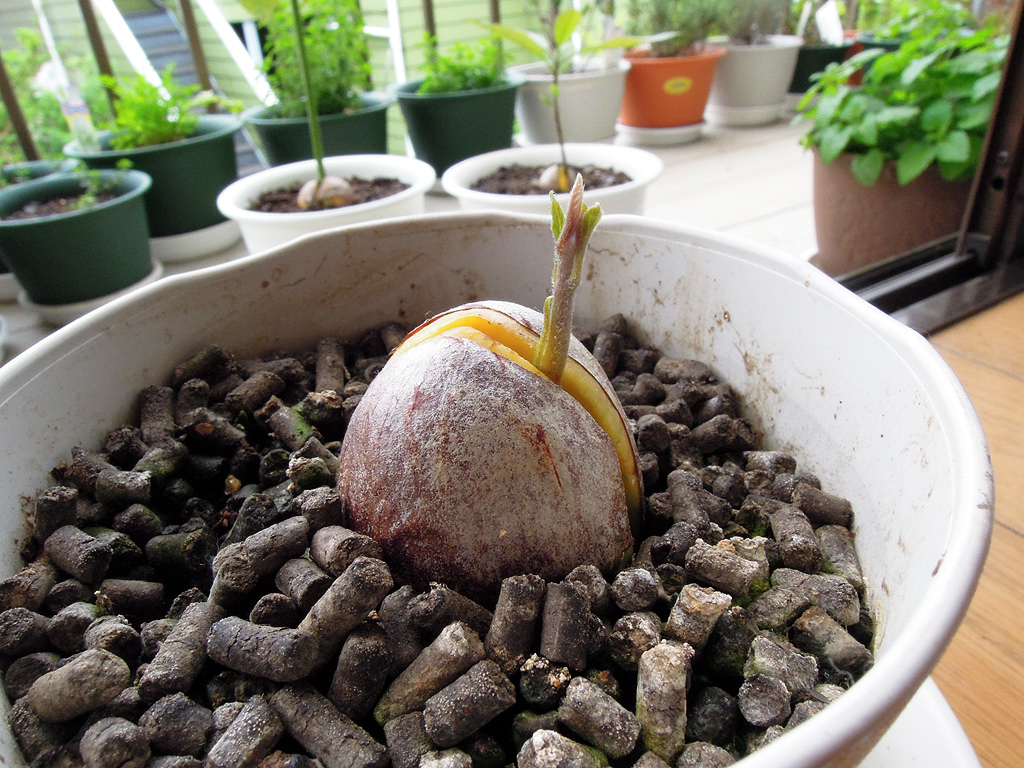 アボカドを水耕栽培しよう！種から発芽させて栽培するには？HORTI by GreenSnap