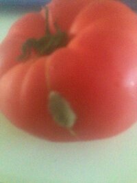 トマトに白い物が付いているのですが、これはカビでしょうか？何日か前に購入し- Yahoo!知恵袋