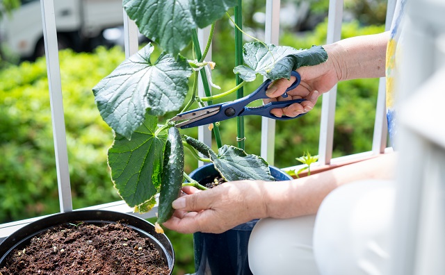 楽天市場送料無料 子どもも簡単にできる!家庭菜園 水耕栽培 キット『私の畑』 トレイタイプベランダ菜園 サニーレタス 自由研究 室内ハイポニカ肥料付 : みのるセレクション
