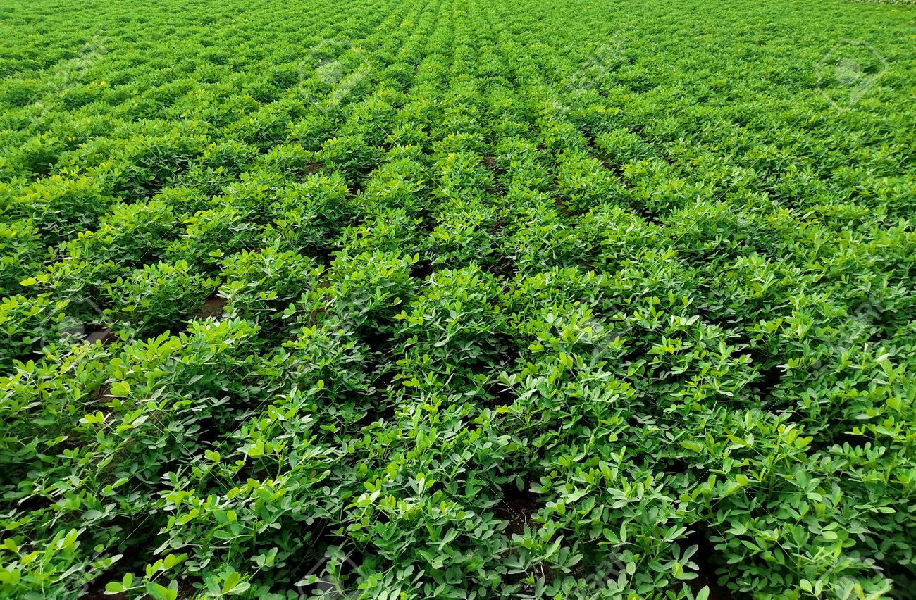 都農町産クラフトピーナッツバター スムース チャンク 粒入り100マイルプロジェクト延岡市駅前複合施設 エンクロス