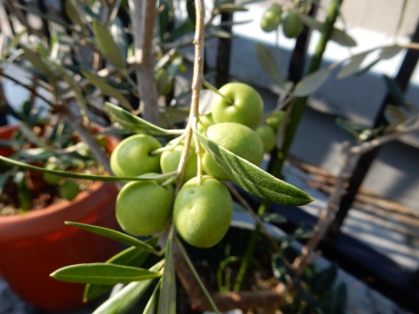 グリーンオリーブの収穫時期はいつ?ブログ版Olive&SucculentGarden