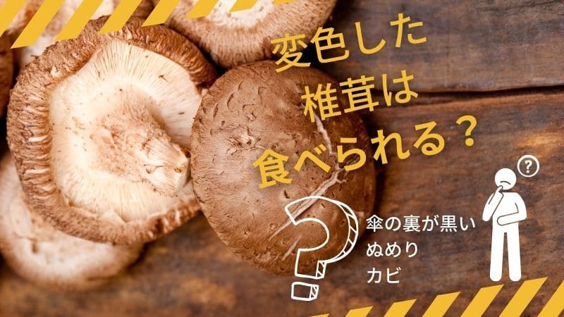 送料無料 原木生しいたけ 1kg 椎茸 シイタケ 生椎茸 野菜 きのこ キノコ 茸 日本産 国産 グルメ お取り寄せ WS栃木のタウン誌厳選 もんみや通販