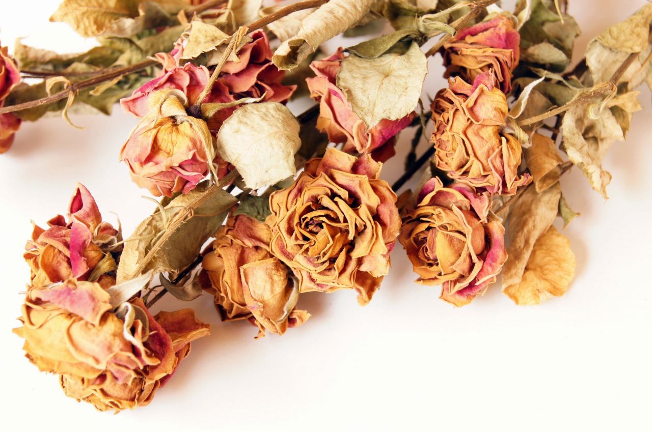 シリカゲルを使ったバラのドライフラワーの作り方 初めてでもできる