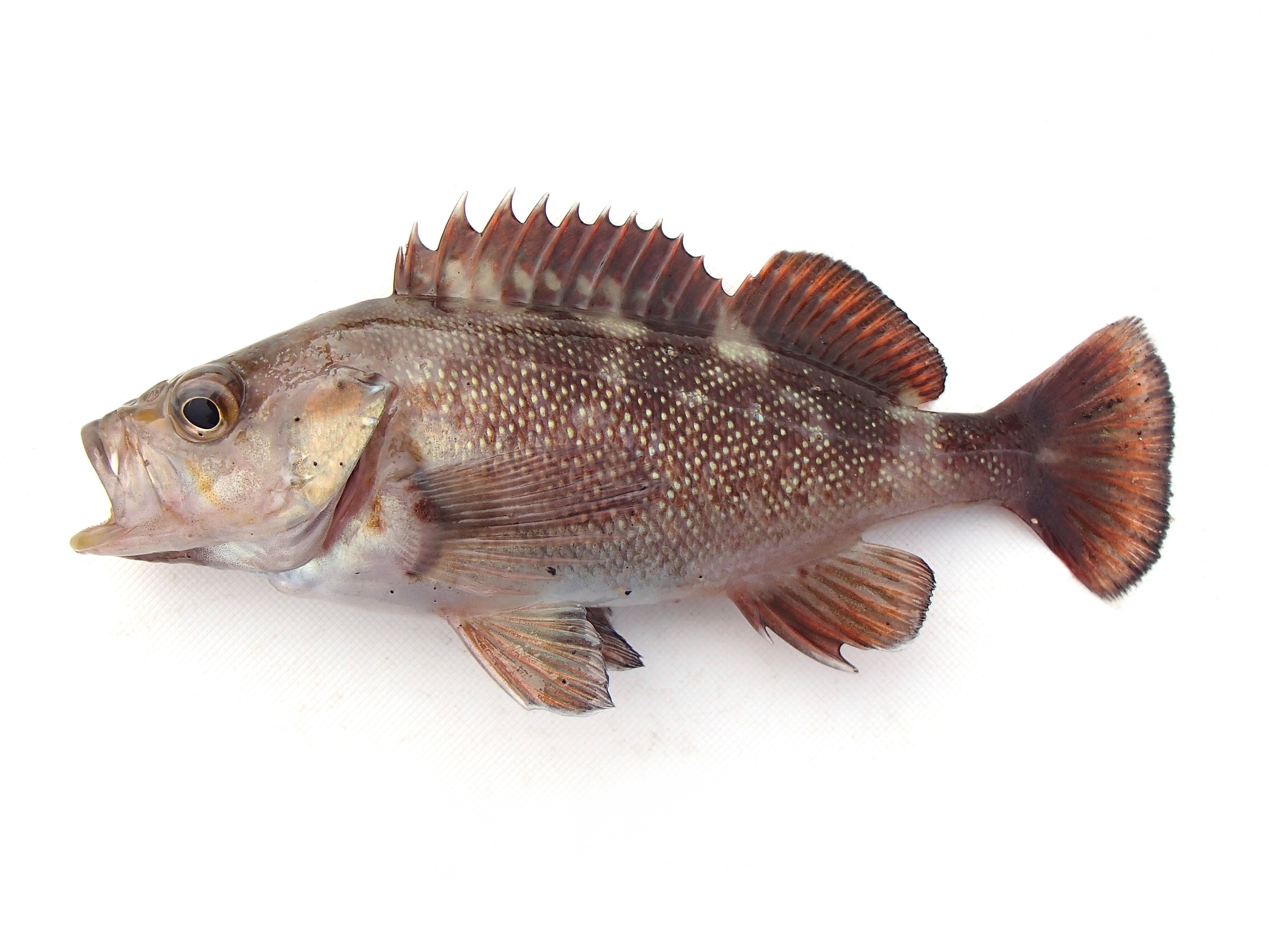 基本からアレンジまで！思わずつくりたくなる「エゾメバル」のレシピ集クックパッド