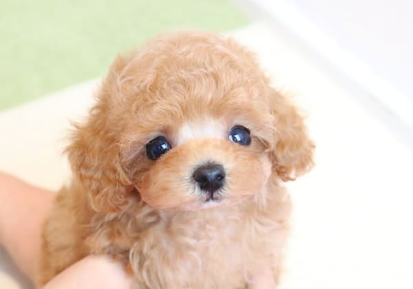 トイプードルのアプリコットの性格、退色、どこよりも詳しい話トイプードル・ティーカッププードルブリーダー直送センタ