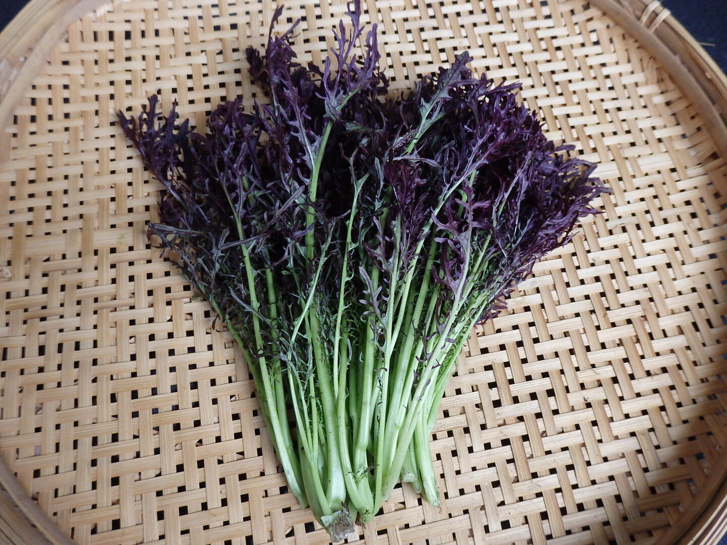 カラシナ 種 『赤サラダからし菜』 トキタ種苗たね,葉菜の種,漬け菜種兵ネットショッピング