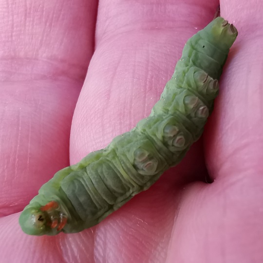 コスズメ 幼虫- さとみ昆虫記