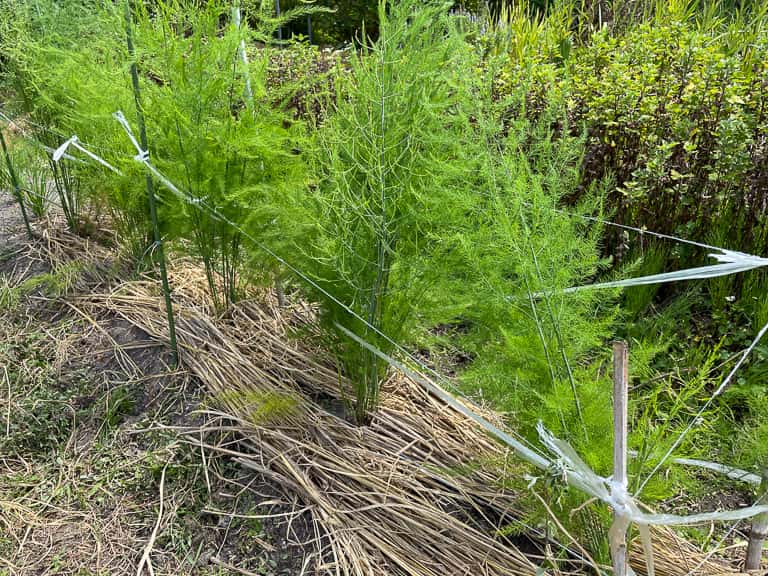 鉢植えアスパラの栽培方法選ぶポイントとメリットサブロ~CEOのアスパラ日記