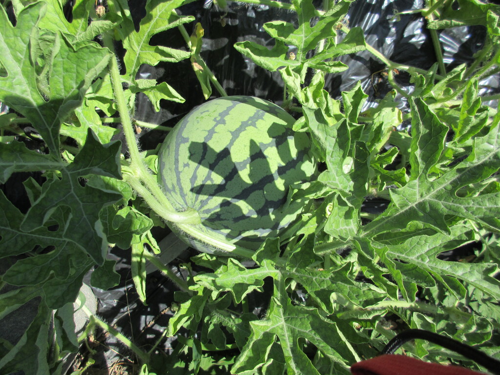 すいか畑の写真素材写真素材なら「写真AC」無料 フリー ダウンロードOK