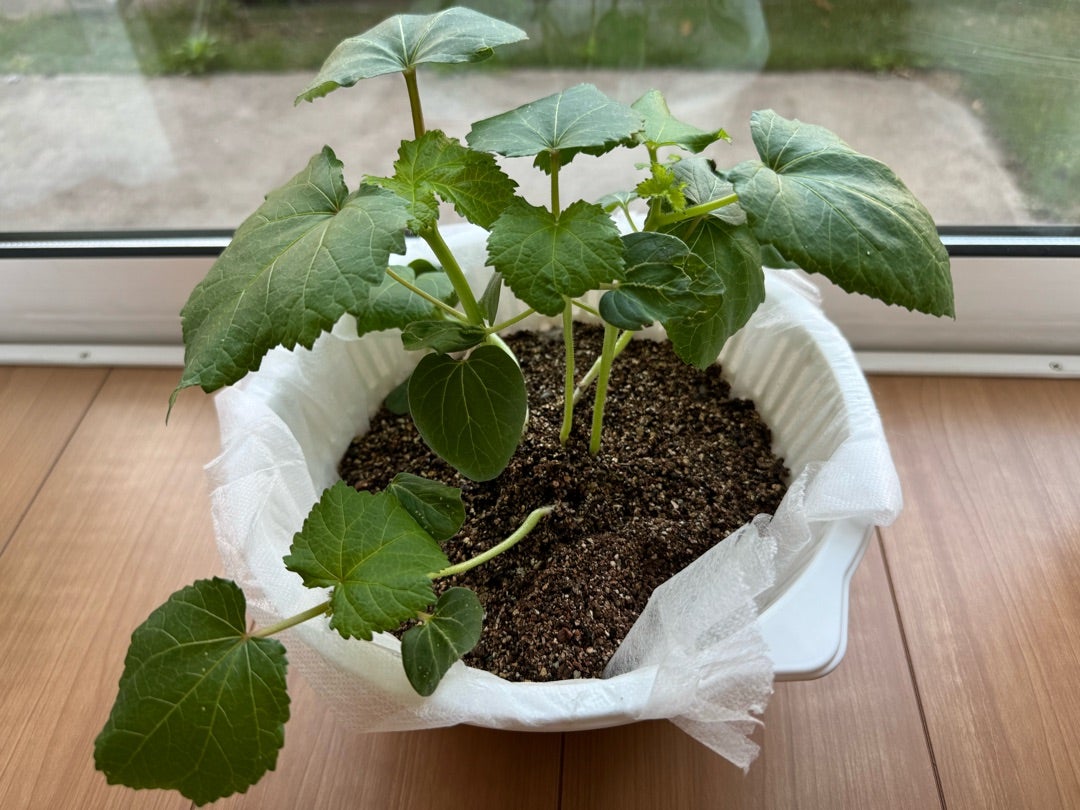 オクラの育て方 家具・ホームセンターの島忠・HOME'S ホームズシマホ