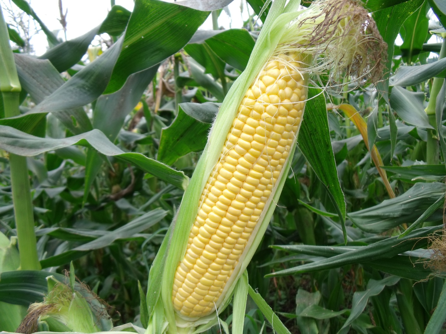 天空の八重原で楽しむ!とうもろこしの収穫体験とうみの暮らしを旅する グリーンツーリズム