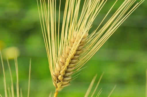 AmazonLOHAStyle ロハスタイルスーパー大麦 バーリーマックス800g食物繊維 大麦 押し麦 押麦 レジスタントスターチもち麦の2倍の総食物繊維量LOHAStyle大麦・押麦 通販