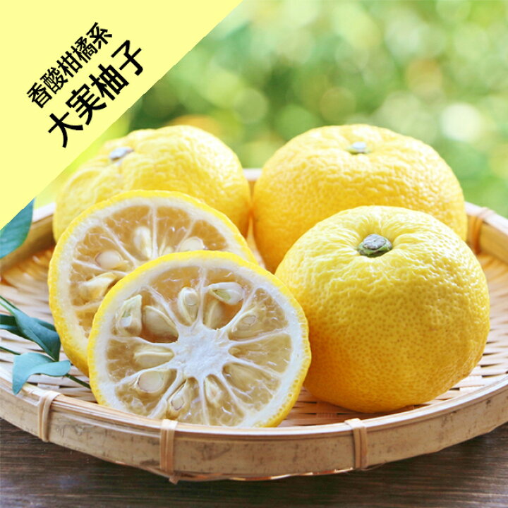 実付き ゆず 大株 約:170cm 花ゆず 根巻き 果樹苗 柑橘 柚子の