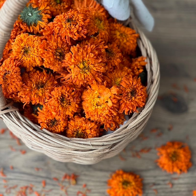 有機種子カレンデュラフラッシュバックミックス エディブルフラワーの種0.2ｇ : 人と地球にやさしい暮らしてくてく - 通販 -Yahoo!ショッピング