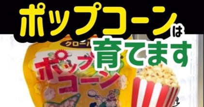 とうもろこし ポップコーンサカタのタネ キャラメルコーンに 「まるポップ まるぽっぷ 」 200粒より ☆2月下旬以降のお届けとなります野菜と花の種・苗・緑肥の通販野菜作り・家庭菜園なら 清水屋種苗園藝 商品詳細