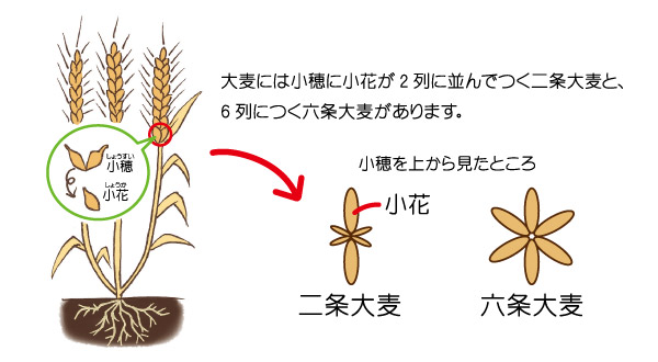 埼玉県の麦類について - 埼玉県