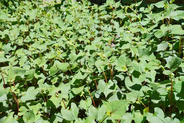 どくだみ酒つくってみる？ 去年はこんなふうにつくってみたよみやゆう