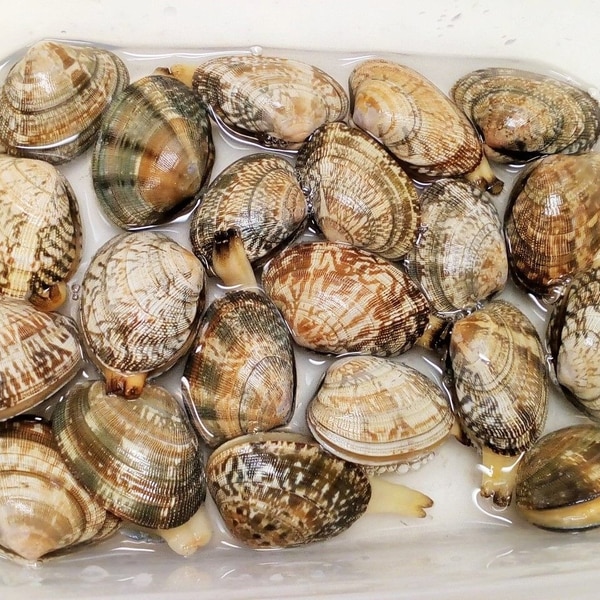 あさり様♡ご確認ページアサリの持ち帰り方・砂抜き方法釣具の