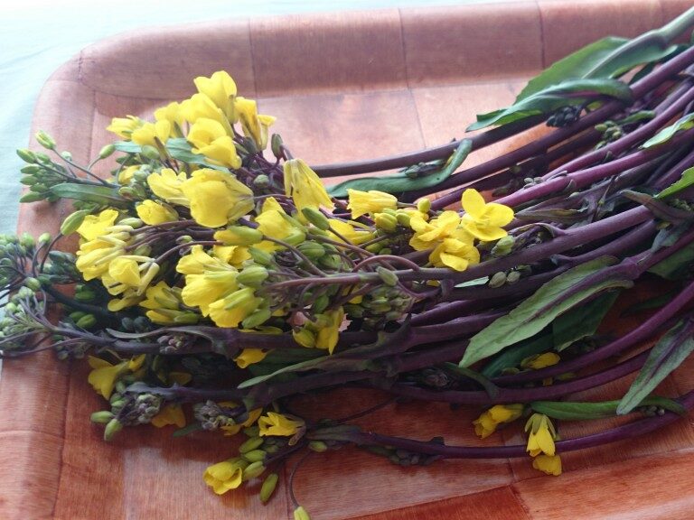 基本からアレンジまで!思わずつくりたくなる「紅菜苔」のレシピ集クックパッド