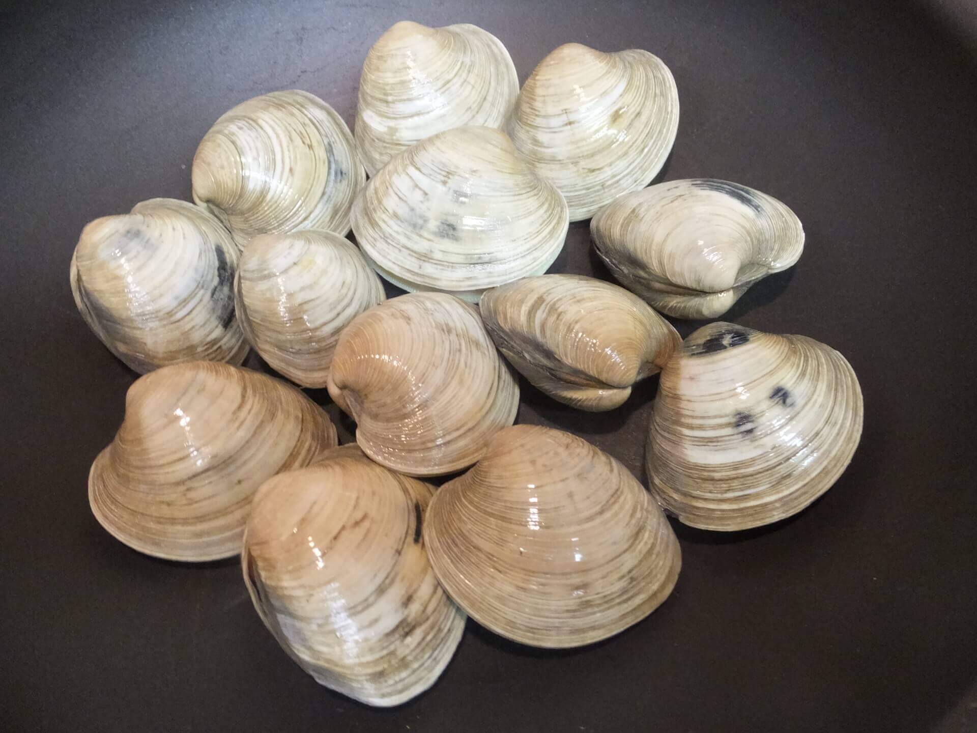 ●ホンビノス貝の「潮汁」レシピ