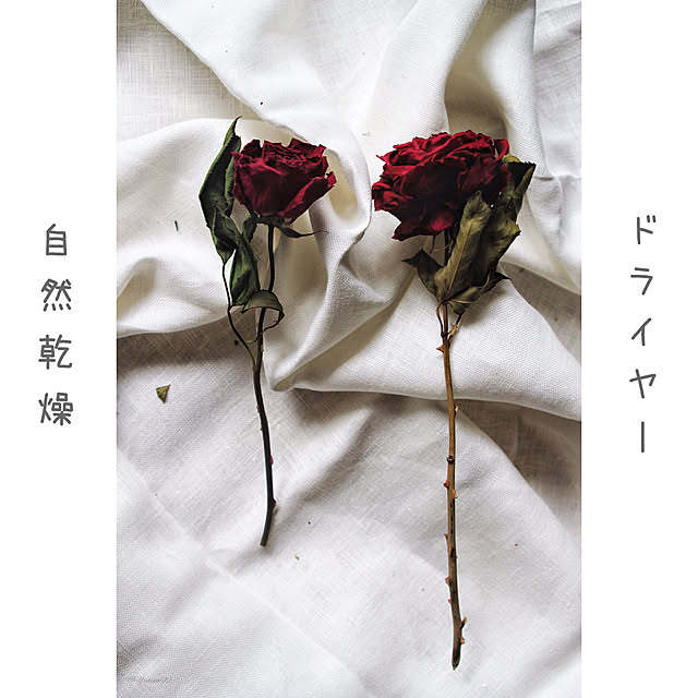 バラのドライフラワーの作り方プロのお花屋さんが厳選!フジテレビフラワーネット