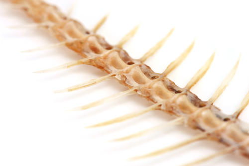 全2回定期便 対馬産 骨まで食べる あじ開き 8枚対馬