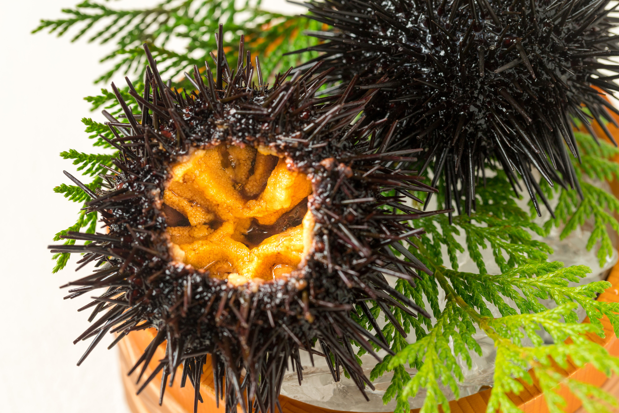 雲丹 ウニ 中身 urchinの写真素材 - PIXTA