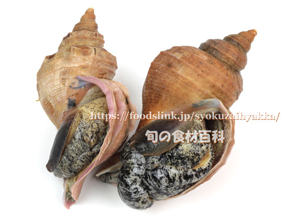 北海道産つぶ貝 漁場通販のさかなだマート