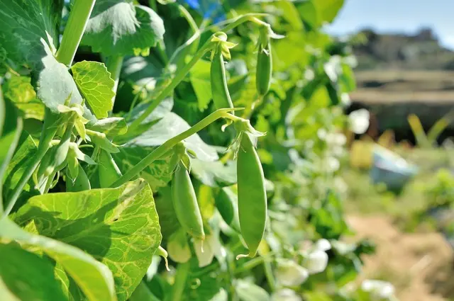 春まき絹さやエンドウの種まき！！狐のぐたぐた菜園