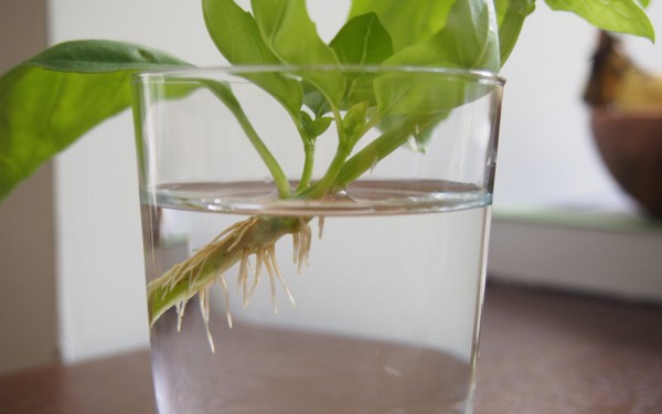 ハーブの師匠から頂いたアフリカンブルーバジルの苗木。ポットに挿し木して増やそうと試みています。挿し木で増やせて冬越しできる品種なんです。香りにはスイート バジルより癖がある感じ。バジルアフリカンブルーバジルハーブ新規就農オーガニック無農薬