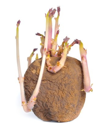 冷蔵庫に入れちゃだめ! じゃがいもの保存方法 芽・緑化・腐敗を防ぐコツを解説! 管理栄養士監修ヨムーノ