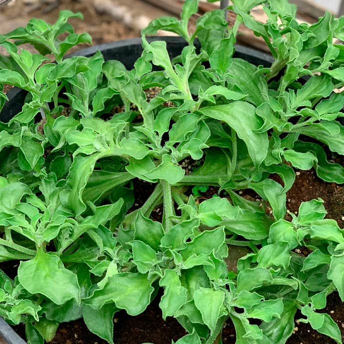 成長したアイスプラントを鉢増し~!どんべいの週末菜園日記