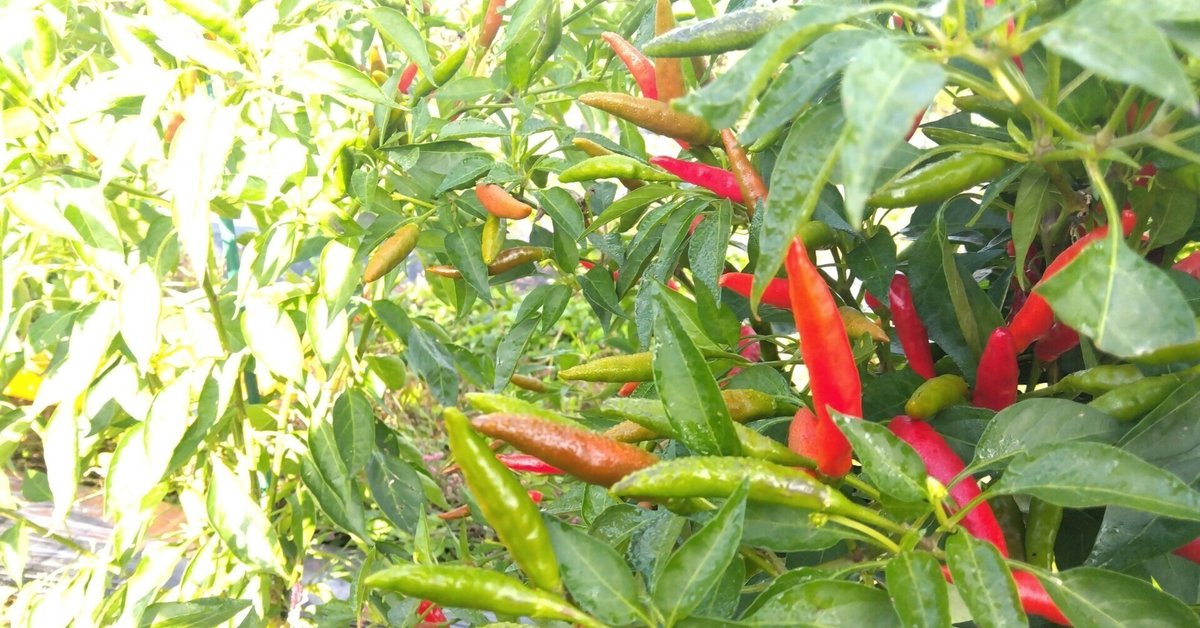 400g EM農法 乾燥赤唐辛子激辛鷹の爪 無農薬栽培 干辣椒 自然