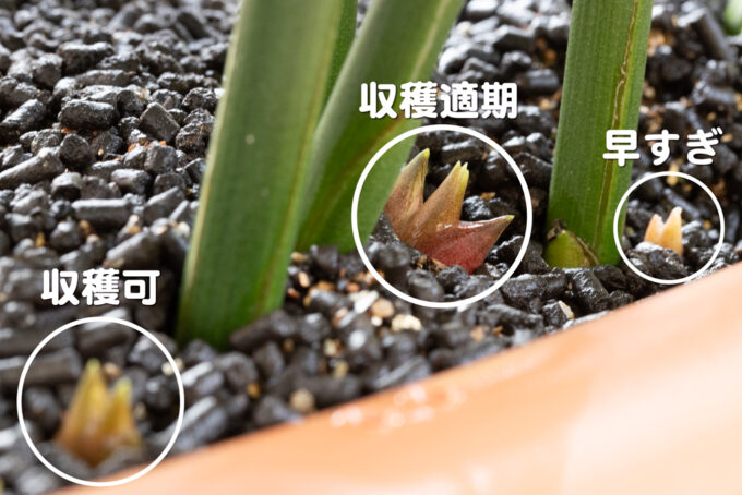 ベランダで山菜作り？！プランターを使ったミョウガの育て方。グリーンワークス 大垣市の造園会社