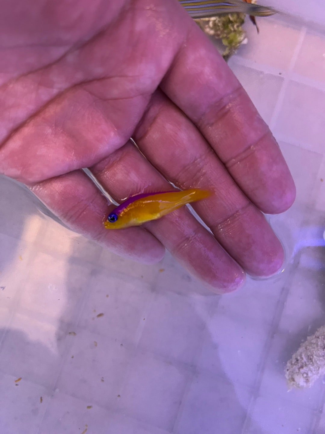 珍スズメ チョコレートディップクロミス ツートンドクロノーミス約5.5cm 10時までのご注文で当日出荷可能 : G3 AQUA LABヤフーショップ - 通販 - Yahoo!ショッピング