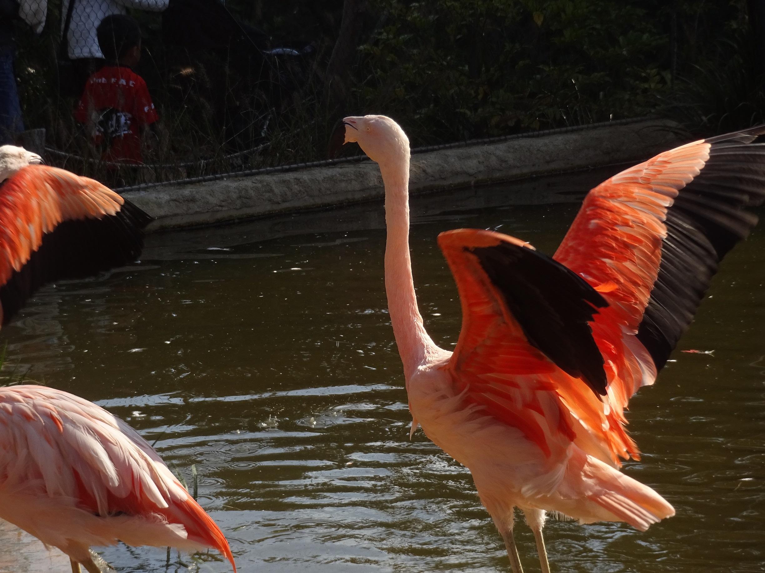 美しいピンクのフラミンゴが食べているもの - DICヘルスケア事業