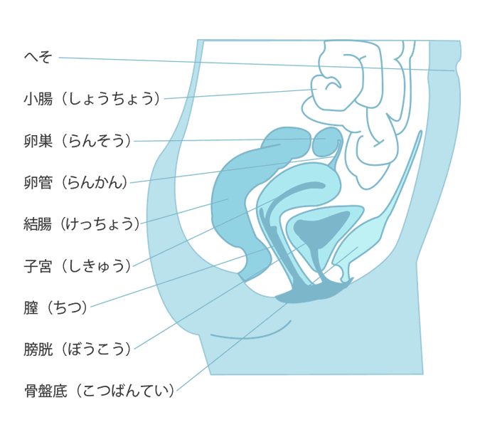 女性を中イキさせやすいペニスの長さと形状を図解で解説！ | 女性用性感マッサージ「リップス」