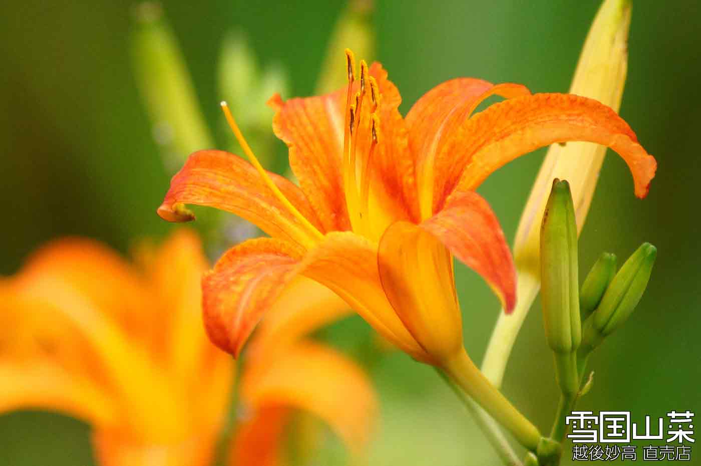 食べられるお花でペペロンチーノcafe77nana