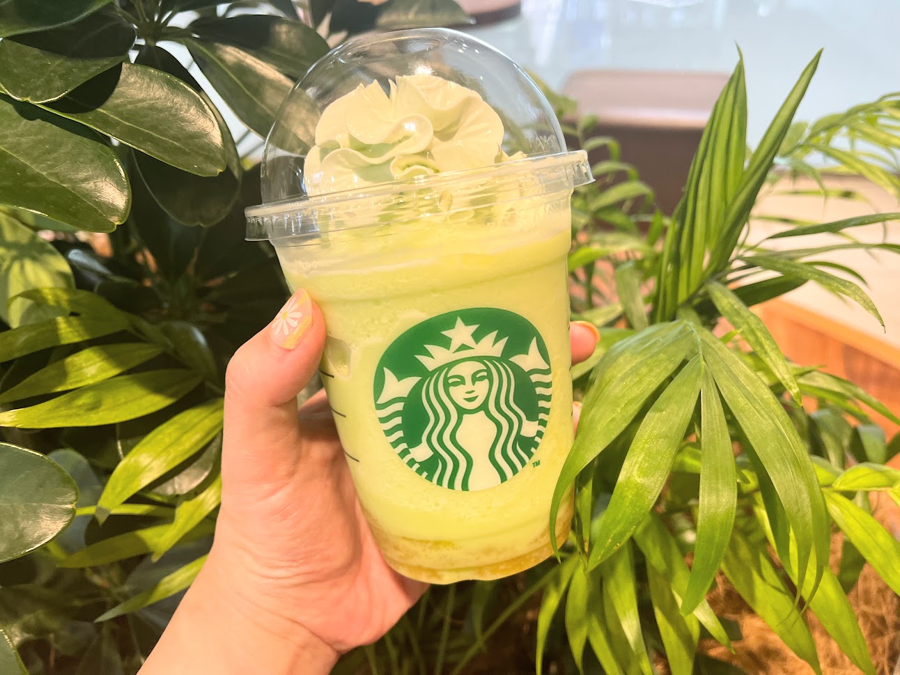 スタバのシトラス果肉って何？値段・味わい・カロリー・おすすめカスタマイズをご紹介スタバに暮らす