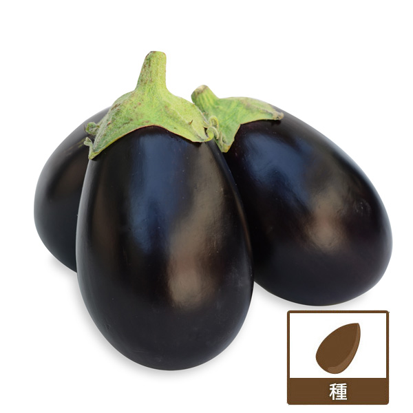 鶴頸種苗 ナス種子 寺島茄子 別名：蔓細千成なす小袋：20粒取り寄せ注文2026年春種予約商品※お取り寄せに1週間程かかります全品種小林種苗株式会社