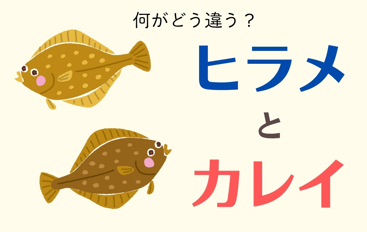 ヒラメとカレイの違いは？見分け方やさばき方、おすすめレシピも紹介ふるなび公式ブログ ふるさと納税DISCOVERY